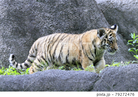 アムールトラの赤ちゃん アムールトラの赤ちゃん 79272476