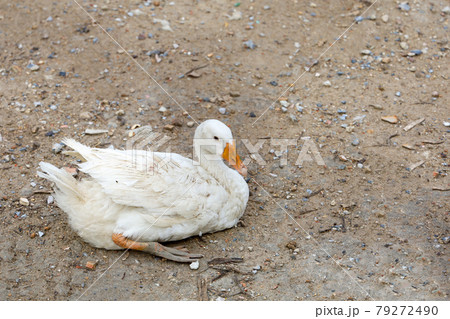 The white female goose is sit down and rest after walk in farm The white female goose is sit down and rest after walk in farm 79272490