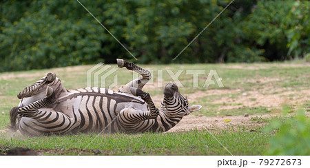 転がるシマウマ 転がるシマウマ 79272673