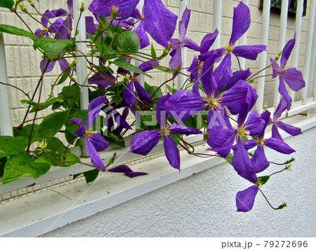 植物、クレマチスの花（仙人草） 79272696