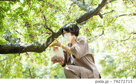 スモモ狩りを楽しむ女性 スモモ狩りを楽しむ女性 79272715