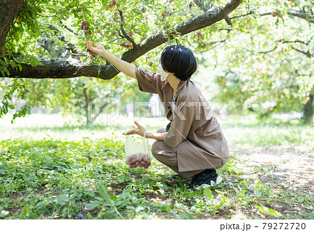 スモモ狩りを楽しむ女性 79272720