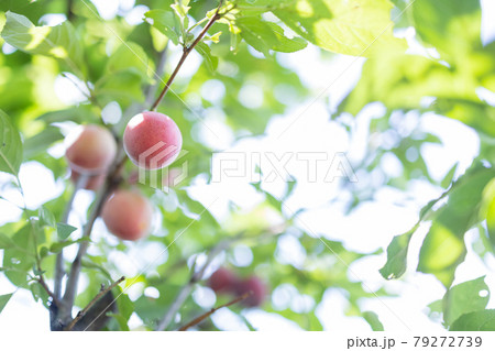 たくさん実ったすもも 79272739