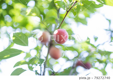 たくさん実ったすもも 79272740