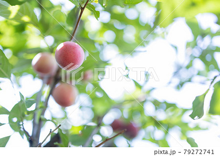 たくさん実ったすもも 79272741