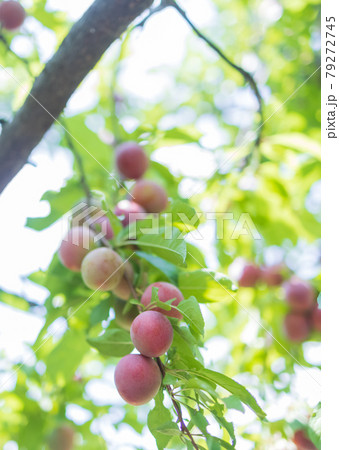 たくさん実ったすもも 79272745