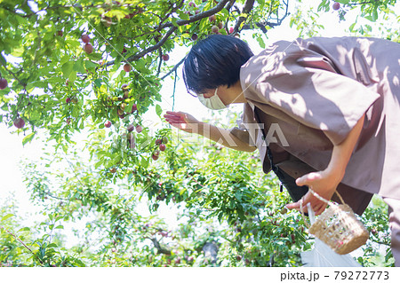 スモモ狩りを楽しむ女性 79272773