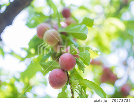 たくさん実ったすもも たくさん実ったすもも 79272782