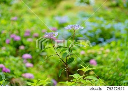 雨上がりの紫陽花 79272941
