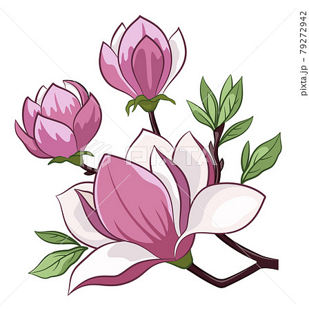 Magnolia Flowers Magnolia Flowers 79272942