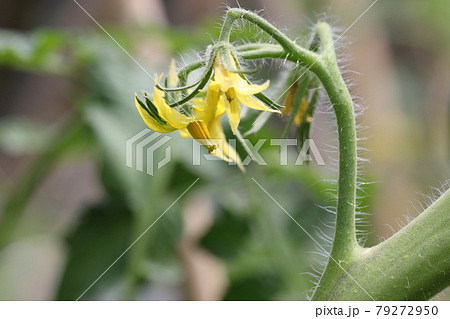 黄色い ミニトマトの花の写真素材
