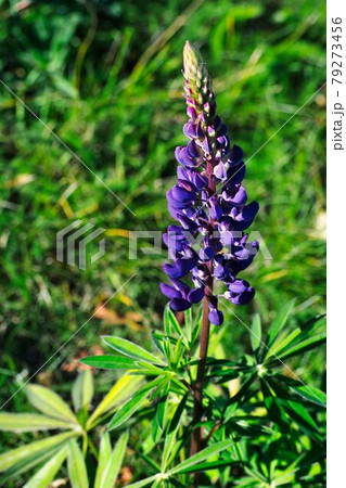 ルピナス ルピナス 79273456