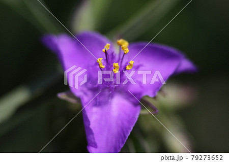 梅雨の晴れ間に咲いた、紫の花、オオムラサキツユクサ 梅雨の晴れ間に咲いた、紫の花、オオムラサキツユクサ 79273652