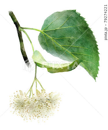 フユボダイジュの花の水彩画風のイラスト 79274221