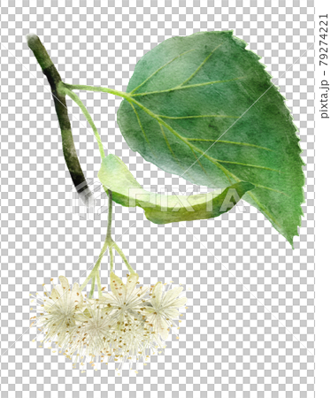 フユボダイジュの花の水彩画風のイラスト 79274221