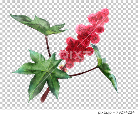 蓖麻子的水彩插圖 79274224