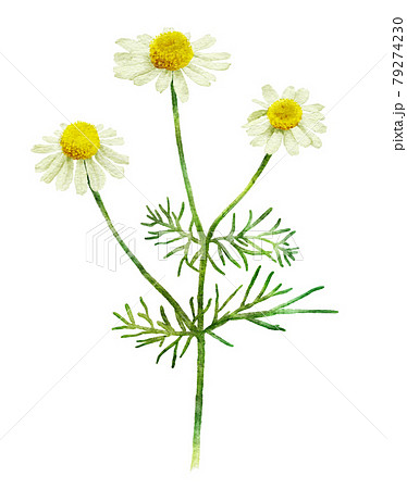 カモミールの水彩画イラストのイラスト素材
