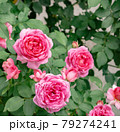 晴れた東京の3輪の赤い薔薇 79274241