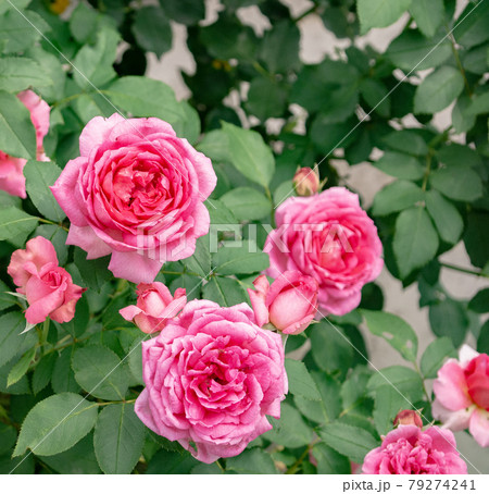 晴れた東京の3輪の赤い薔薇 晴れた東京の3輪の赤い薔薇 79274241