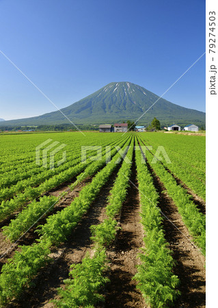 初夏の北海道倶知安町でニンジン畑と残雪の羊蹄山(蝦夷富士)の風景を撮影 初夏の北海道倶知安町でニンジン畑と残雪の羊蹄山(蝦夷富士)の風景を撮影 79274503