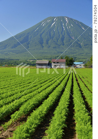 初夏の北海道倶知安町でニンジン畑と残雪の羊蹄山(蝦夷富士)の風景を撮影 初夏の北海道倶知安町でニンジン畑と残雪の羊蹄山(蝦夷富士)の風景を撮影 79274504