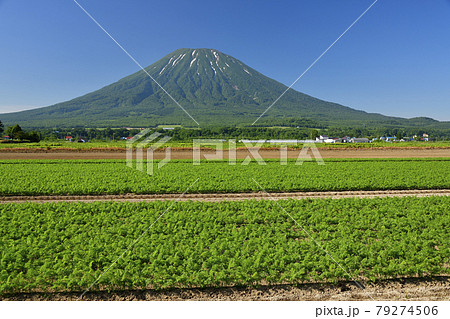 初夏の北海道倶知安町でニンジン畑と残雪の羊蹄山（蝦夷富士）の風景を撮影 79274506