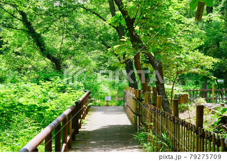 大町公園(千葉県市川市大町自然観察園) 大町公園(千葉県市川市大町自然観察園) 79275709