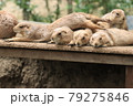 寝そべるプレーリードッグ 79275846