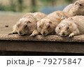寝そべるプレーリードッグ 79275847