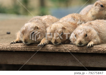 寝そべるプレーリードッグ 79275847