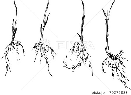 稲の苗4種のイラスト素材
