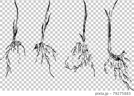 稲の苗4種のイラスト素材 稲の苗4種のイラスト素材