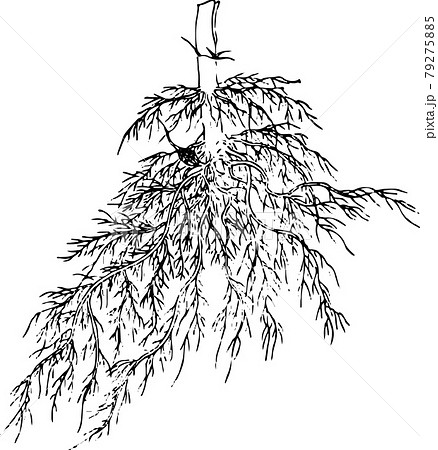稲の根1のイラスト素材