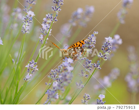 ラベンダーの蜜を吸うウラギンヒョウモン ラベンダーの蜜を吸うウラギンヒョウモン 79275913