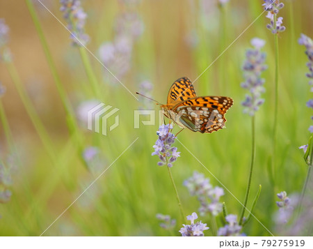 ラベンダーの蜜を吸うウラギンヒョウモン ラベンダーの蜜を吸うウラギンヒョウモン 79275919