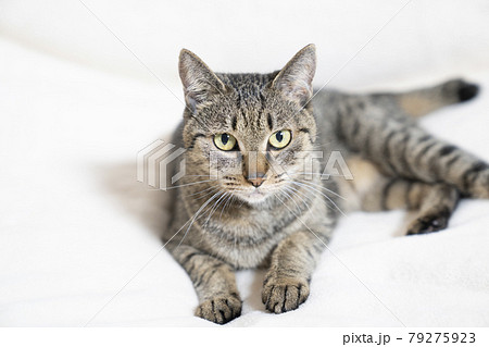 見上げる尻尾が短い猫のチーちゃんの写真素材
