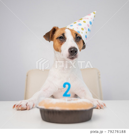 Jack russell terrier in a festive cap by a pie with a candle on a white background. The dog is celebrating its second birthday Jack russell terrier in a festive cap by a pie with a candle on a white background. The dog is celebrating its second birthday 79276188