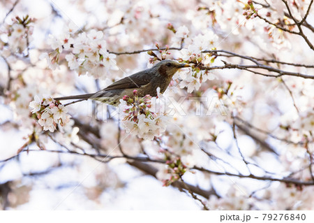 ヒヨドリと桜 ヒヨドリと桜 79276840