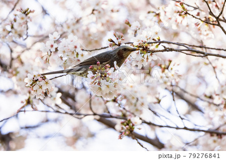 ヒヨドリと桜 ヒヨドリと桜 79276841