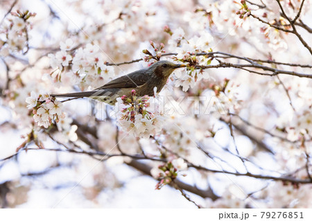ヒヨドリと桜 ヒヨドリと桜 79276851