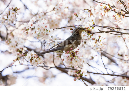 ヒヨドリと桜 ヒヨドリと桜 79276852