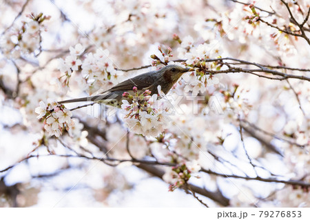 ヒヨドリと桜 ヒヨドリと桜 79276853