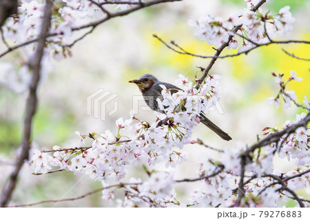 ヒヨドリと桜 ヒヨドリと桜 79276883