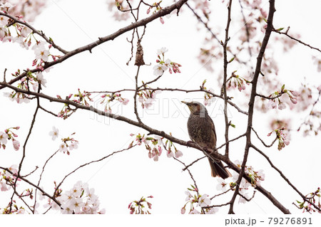 ヒヨドリと桜 79276891