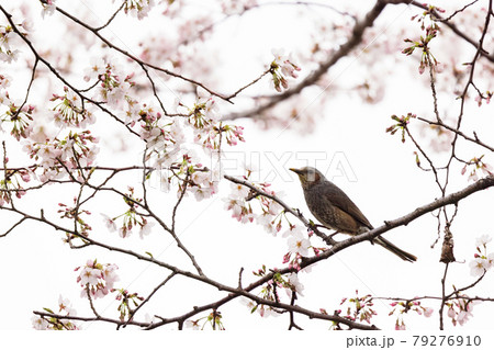 ヒヨドリと桜 ヒヨドリと桜 79276910