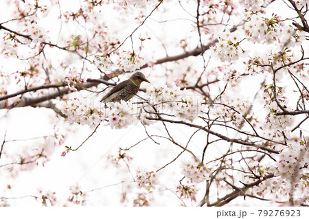 ヒヨドリと桜 ヒヨドリと桜 79276923