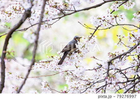 ヒヨドリと桜 79276997