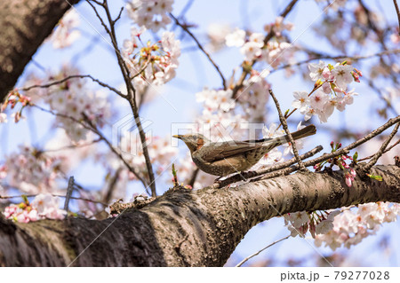 ヒヨドリと桜 ヒヨドリと桜 79277028