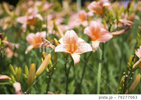 ピンク色のデイリリー（ヘメロカリス）が咲いています。このデイリリーの名前はペルシアンプリンセスです。 79277063