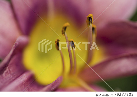 ピンク色のデイリリー（ヘメロカリス）が咲いています。このデイリリーの名前はテトラローマインです。 79277205